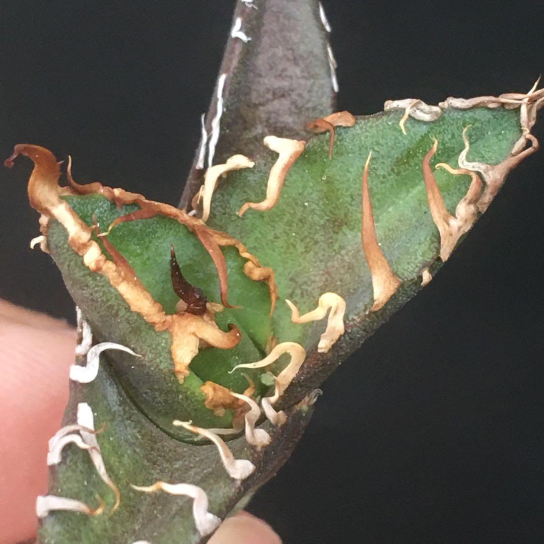 【高騰品種】71 シーザー×レッドキャットウィーズル hyb極上強棘陽炎アガベ