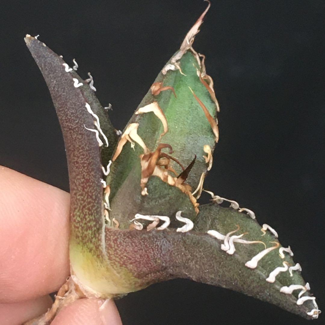 【高騰品種】71 シーザー×レッドキャットウィーズル hyb極上強棘陽炎アガベ