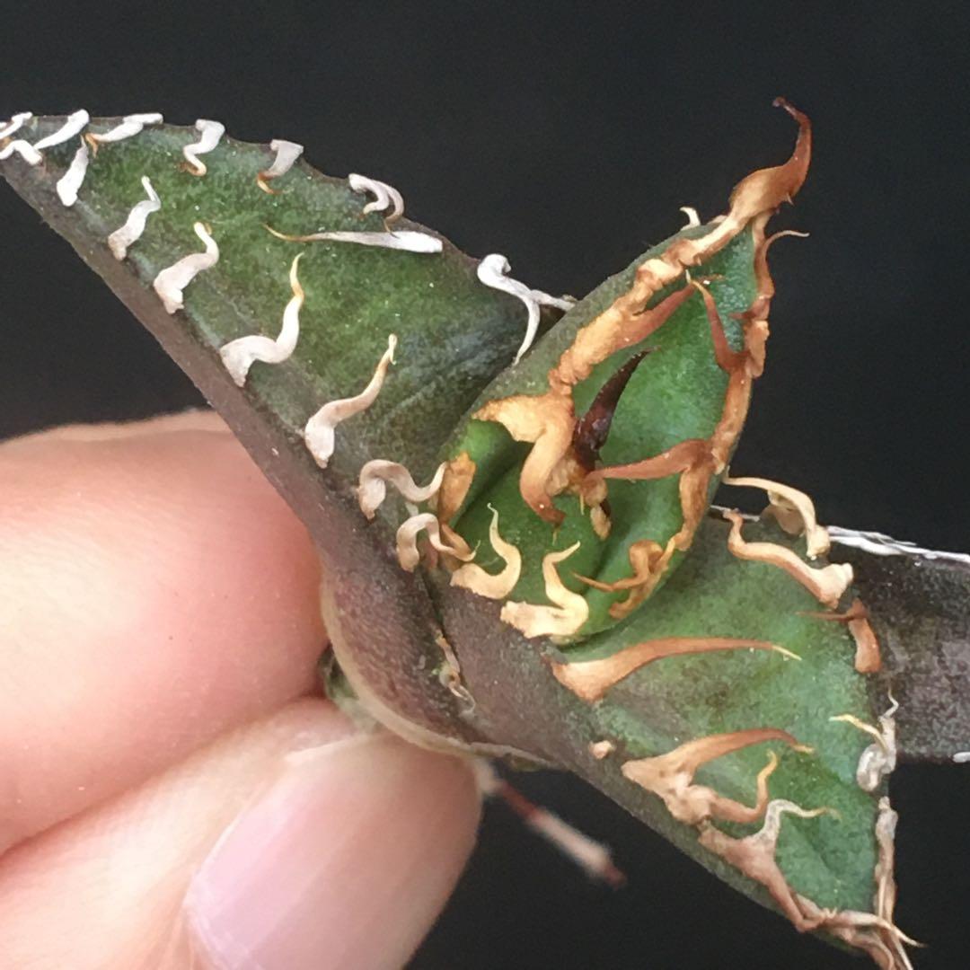 【高騰品種】71 シーザー×レッドキャットウィーズル hyb極上強棘陽炎アガベ