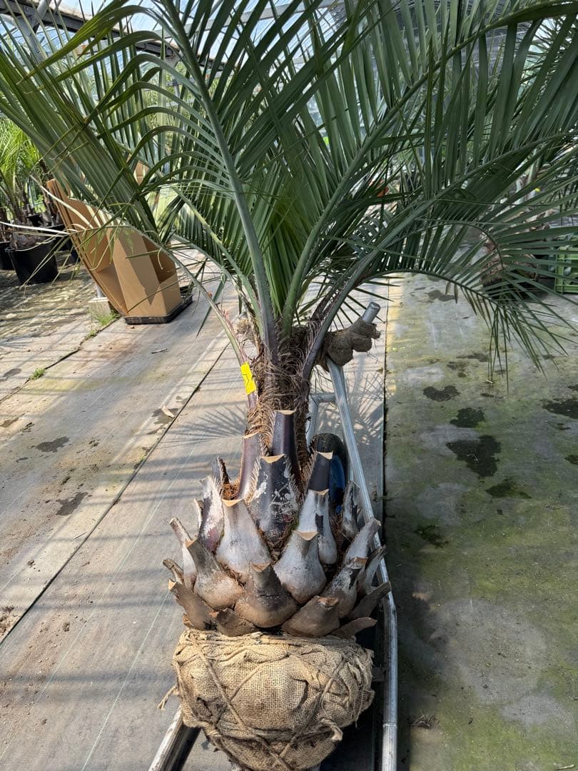 ココスヤシシルバーリーフ 【極太】葉先160cm 幹回り125cm 幹高50cm