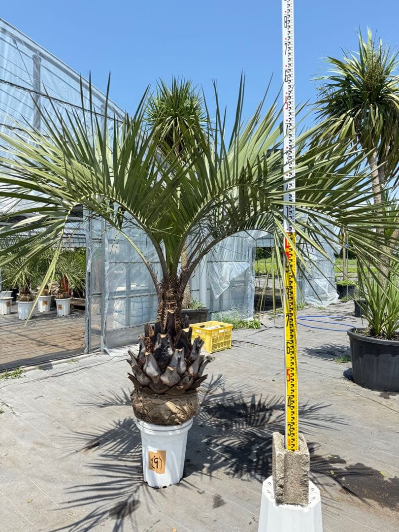 ココスヤシシルバーリーフ 【極太】葉先160cm 幹回り125cm 幹高50cm