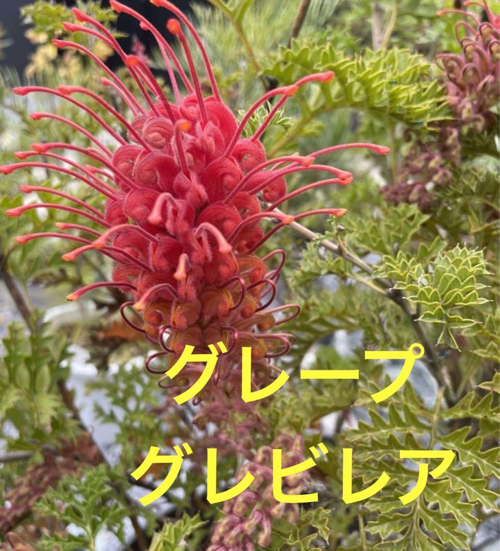 グレビレア グレープ 希少 オージープランツ 激レア グレープ グレビレア