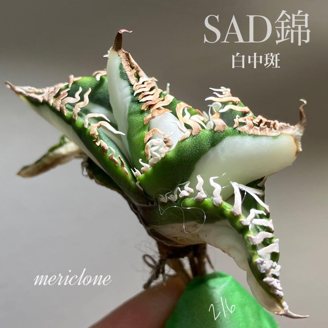 初出品【匿名配送】②選抜　強鋸歯　アガべ　チタノタ　SAD錦　白中斑　TC