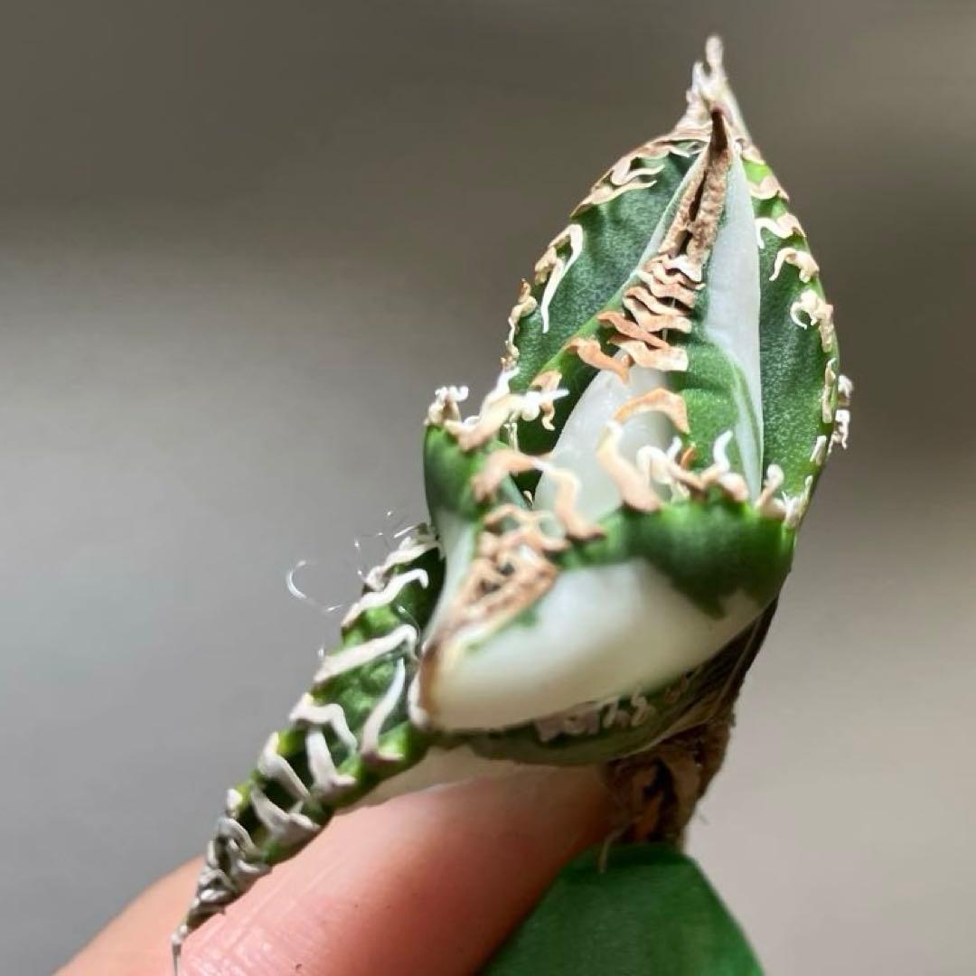 初出品【匿名配送】②選抜　強鋸歯　アガべ　チタノタ　SAD錦　白中斑　TC