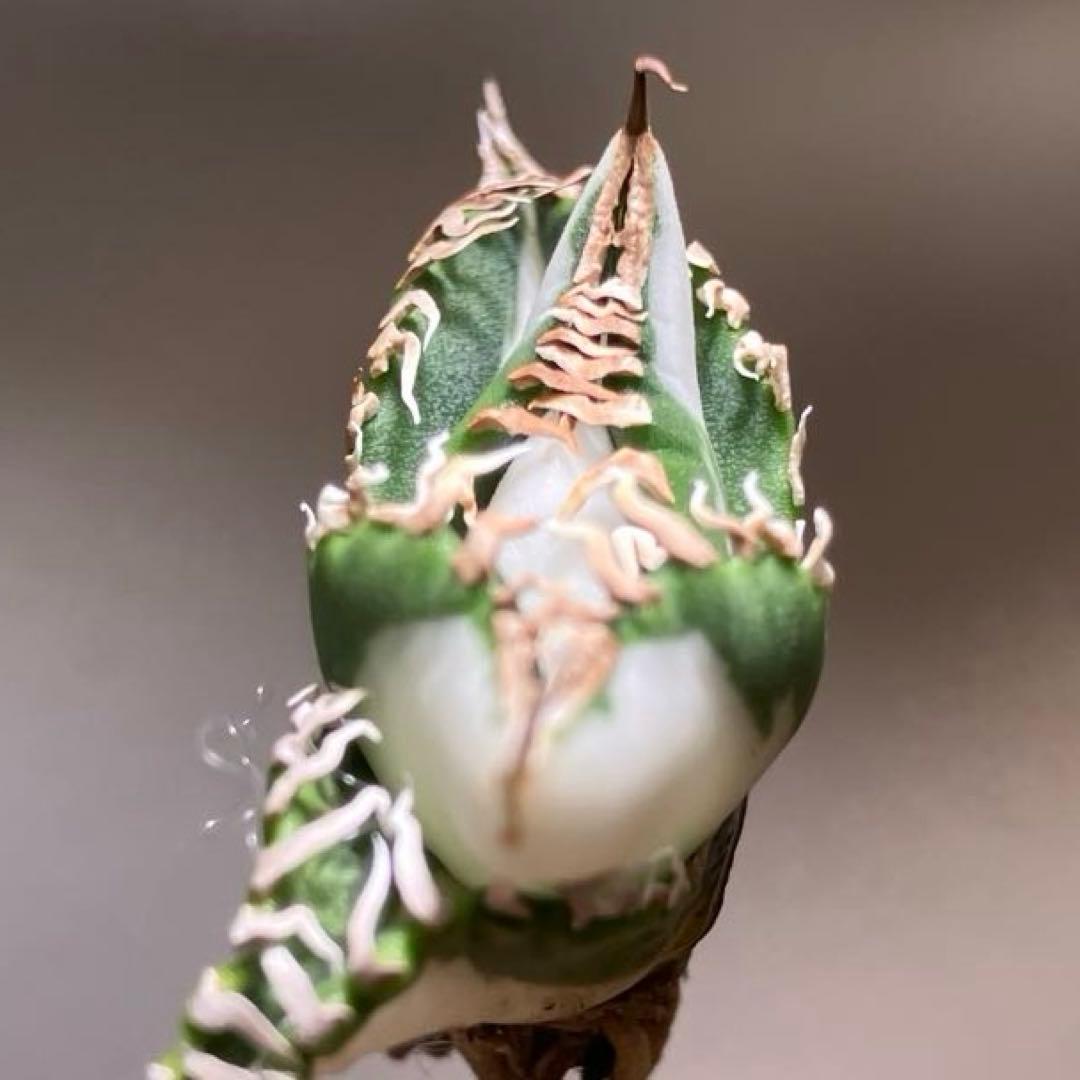 初出品【匿名配送】②選抜　強鋸歯　アガべ　チタノタ　SAD錦　白中斑　TC