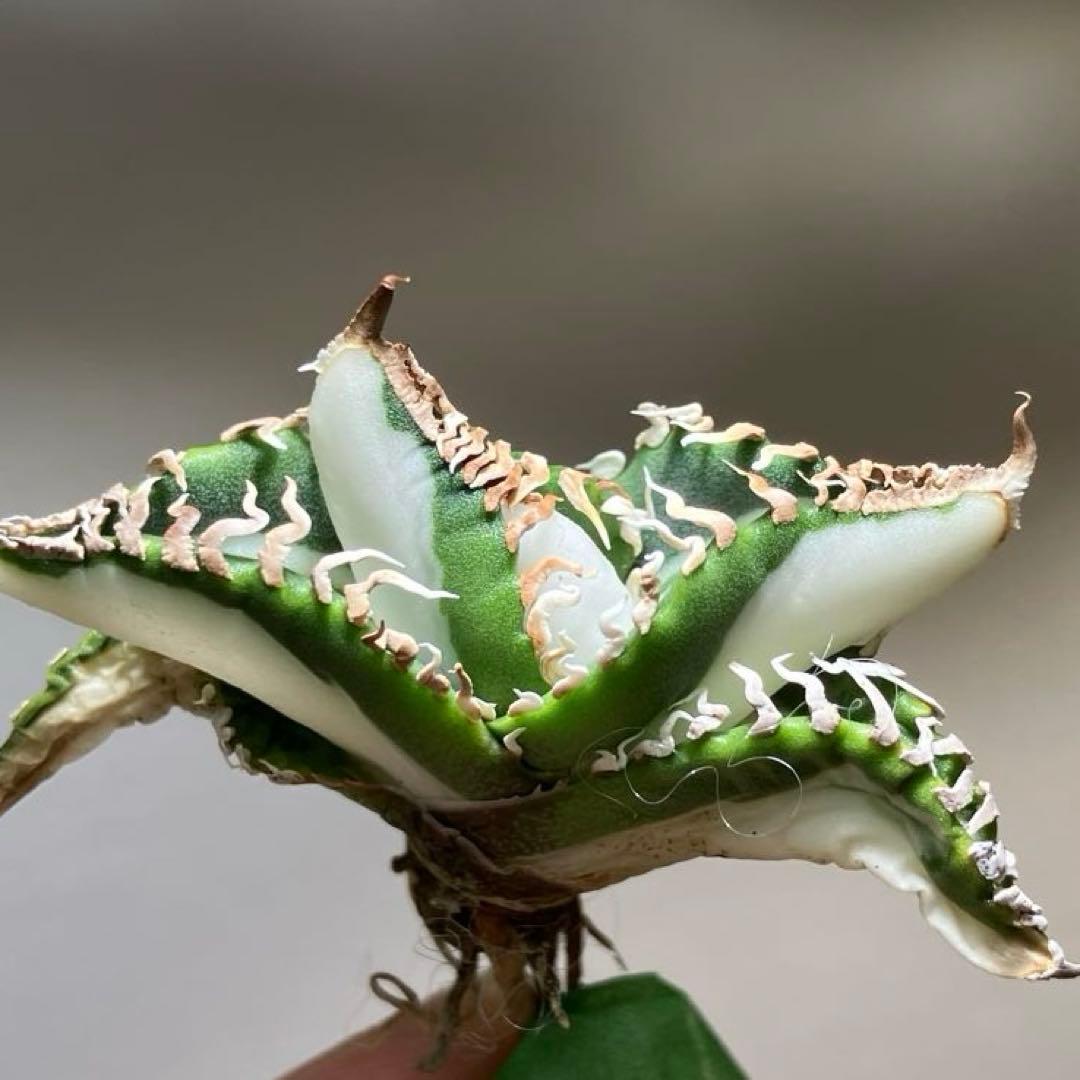 初出品【匿名配送】②選抜　強鋸歯　アガべ　チタノタ　SAD錦　白中斑　TC