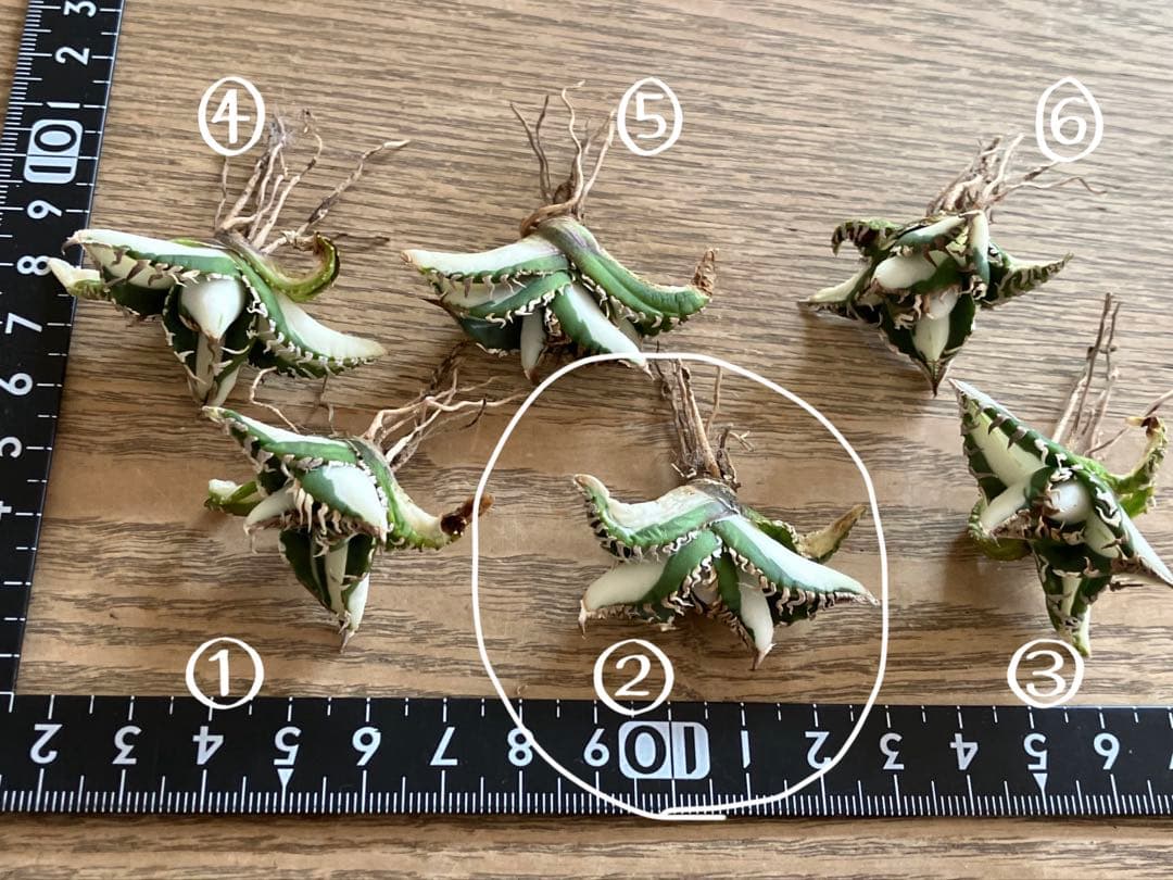 初出品【匿名配送】②選抜　強鋸歯　アガべ　チタノタ　SAD錦　白中斑　TC