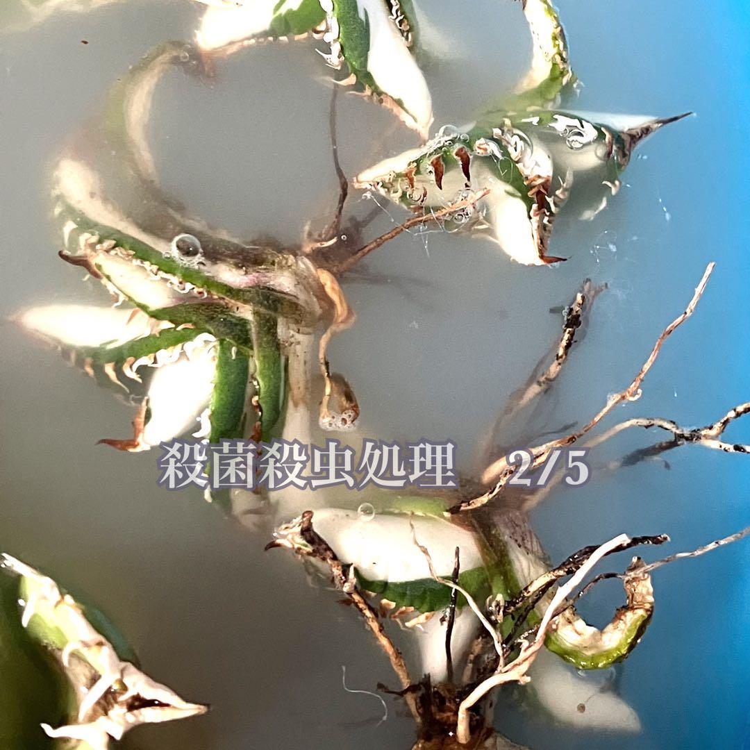 初出品【匿名配送】②選抜　強鋸歯　アガべ　チタノタ　SAD錦　白中斑　TC