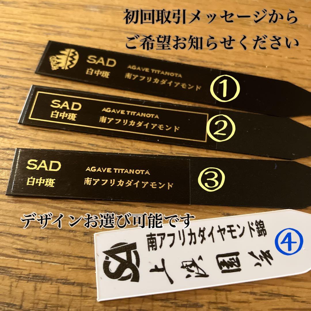 初出品【匿名配送】②選抜　強鋸歯　アガべ　チタノタ　SAD錦　白中斑　TC