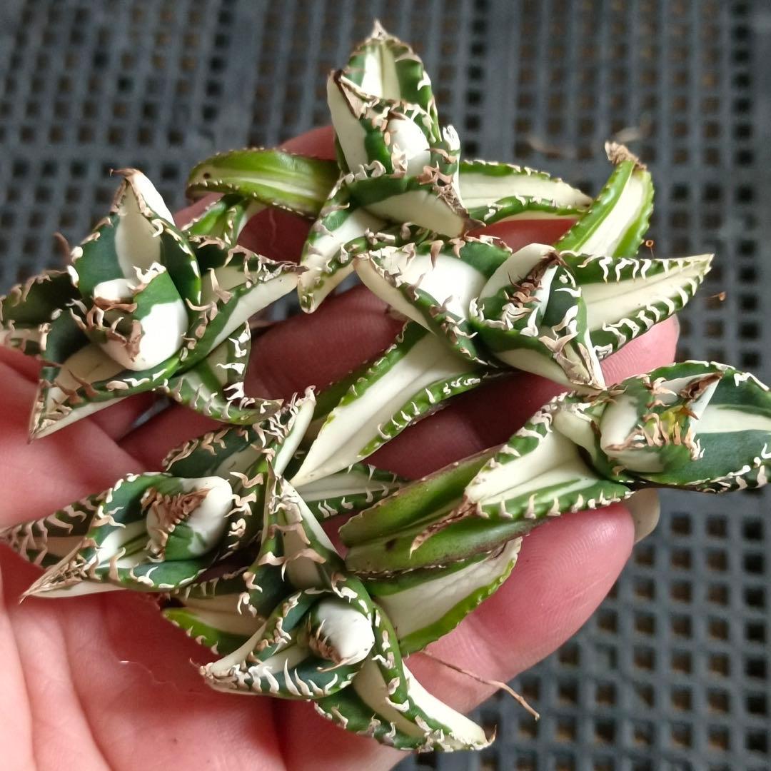 初出品【匿名配送】②選抜　強鋸歯　アガべ　チタノタ　SAD錦　白中斑　TC