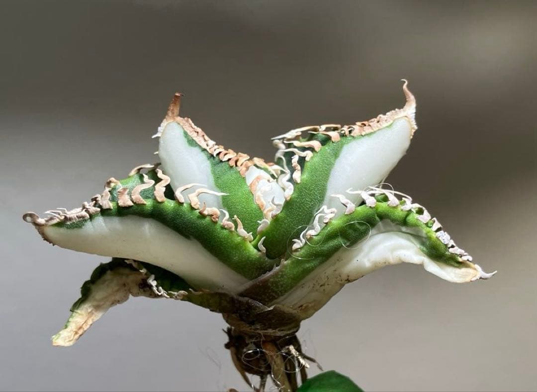初出品【匿名配送】②選抜　強鋸歯　アガべ　チタノタ　SAD錦　白中斑　TC