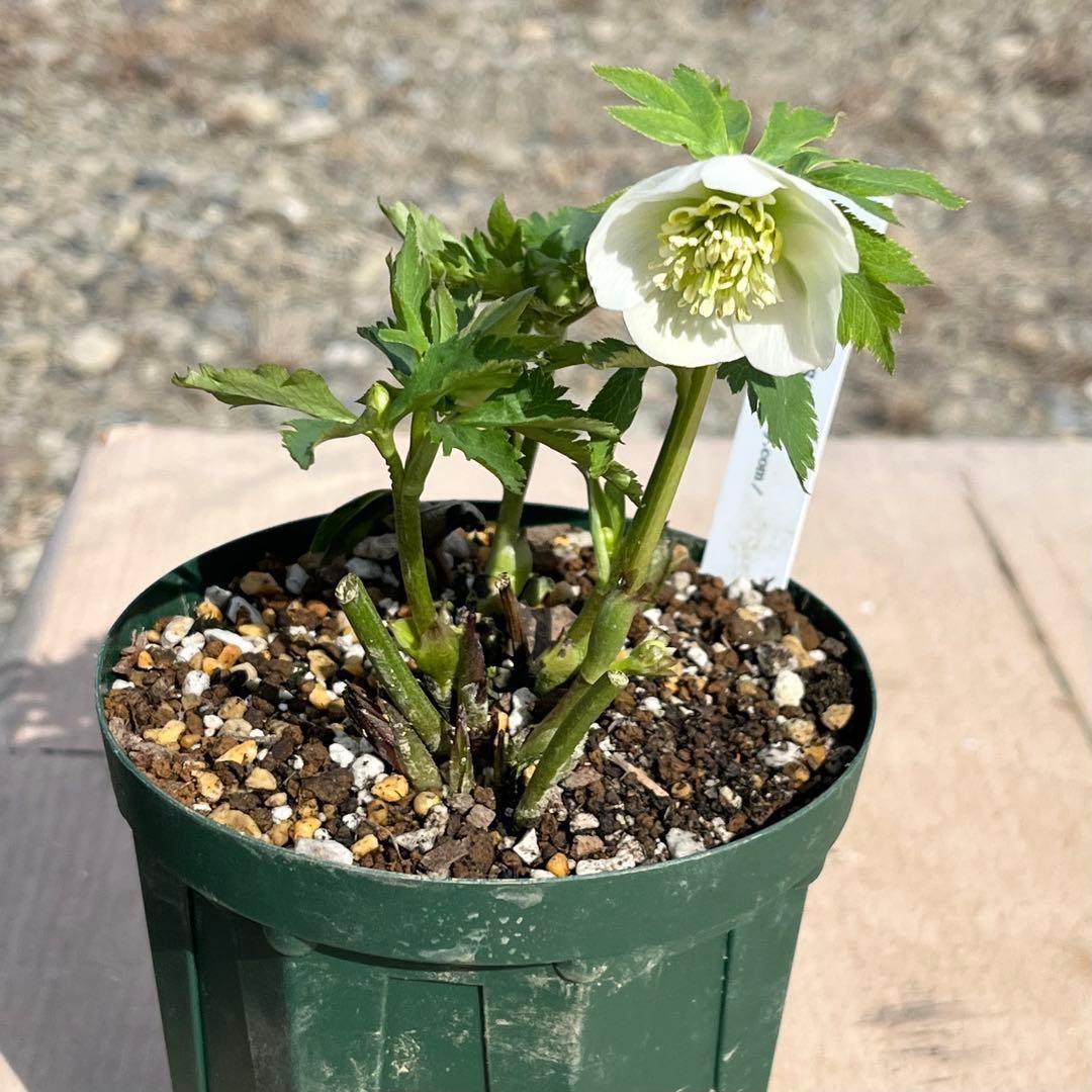 ヒ*イ様 ❤️根パンパン❤️⭐️超⭐️沢山新芽❤️3293⭐️SD⭐️herce