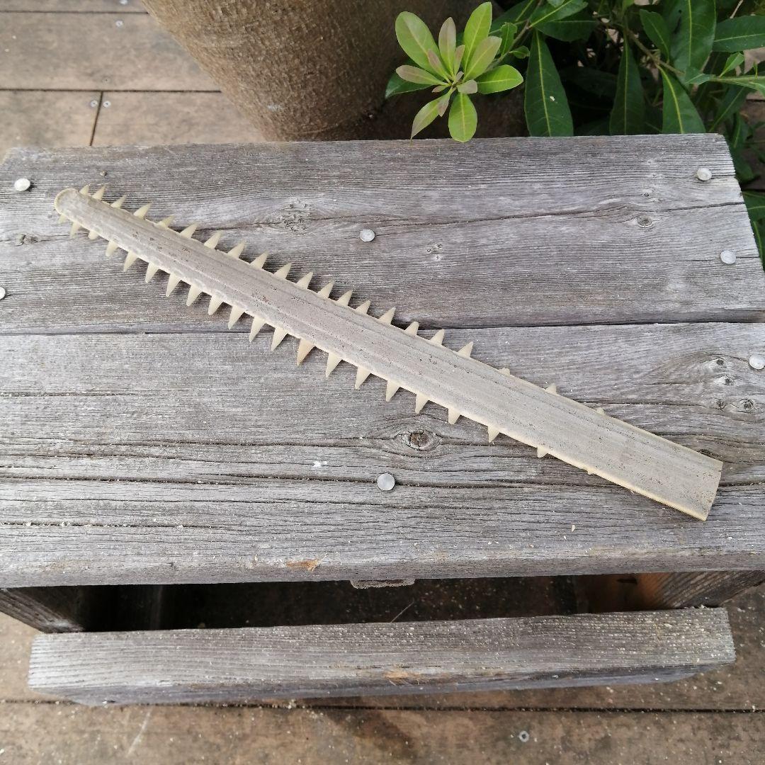 ノコギリエイ　吻　歯　剥製