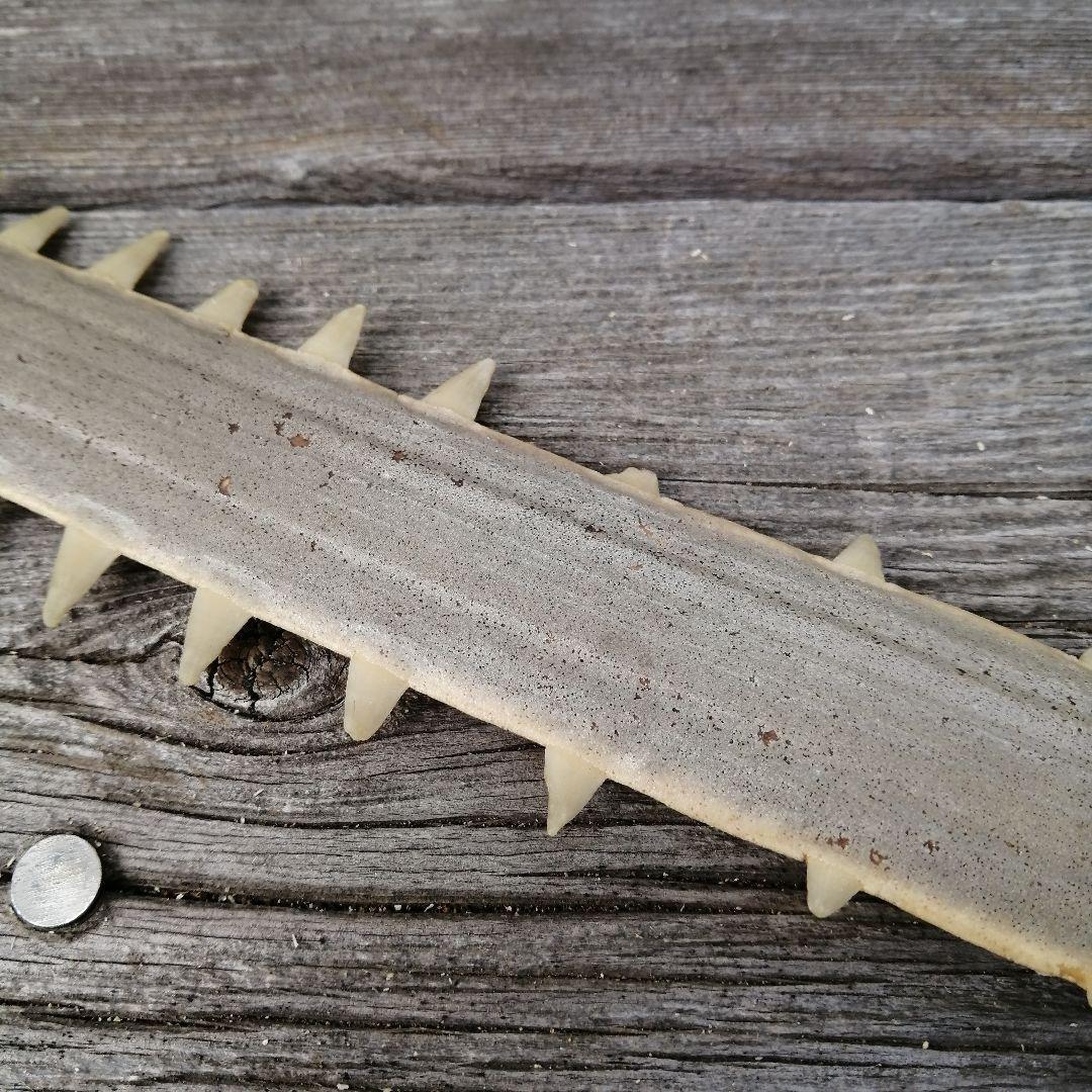 ノコギリエイ　吻　歯　剥製