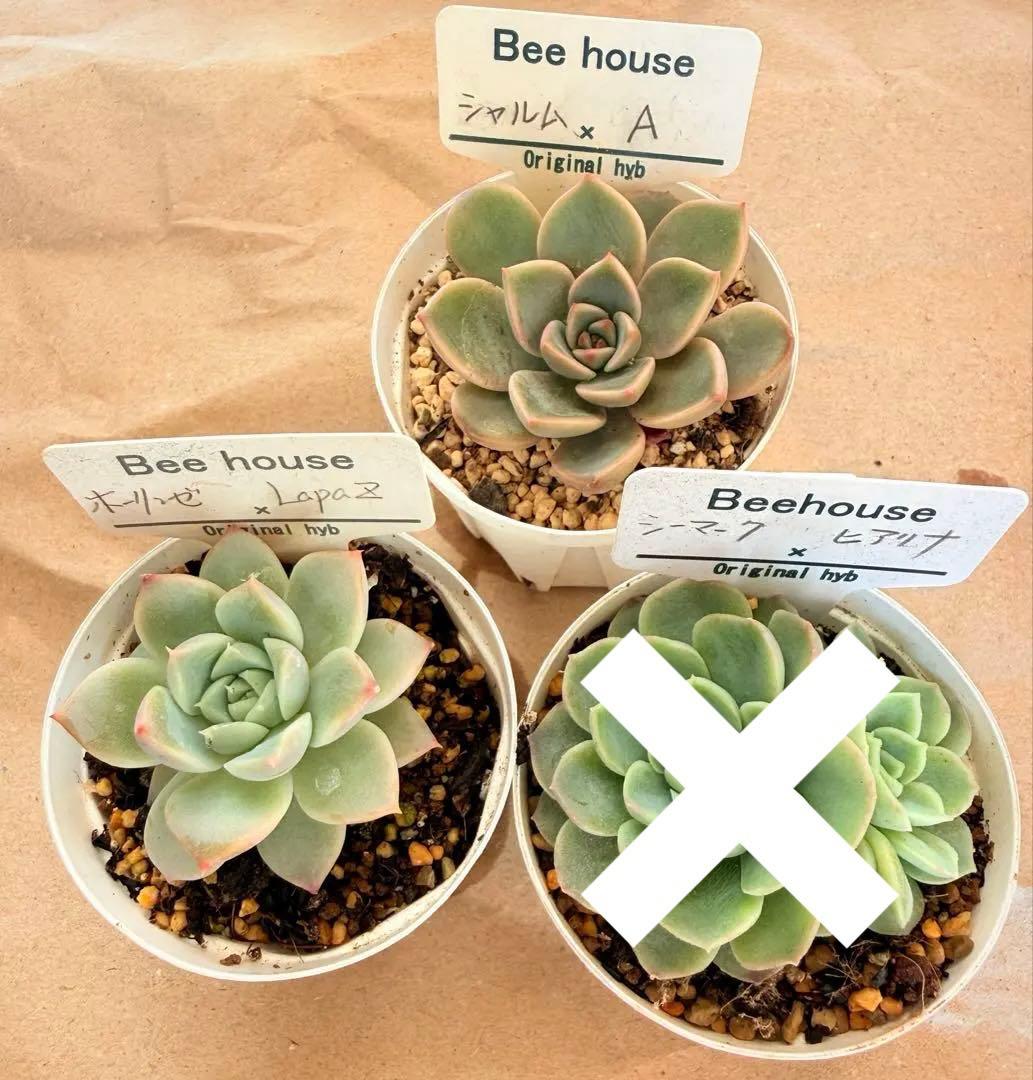 ビーハウス苗セット♡ホーリンゼ×ラパス他♡札なし♡めちゃ可愛くなります♪