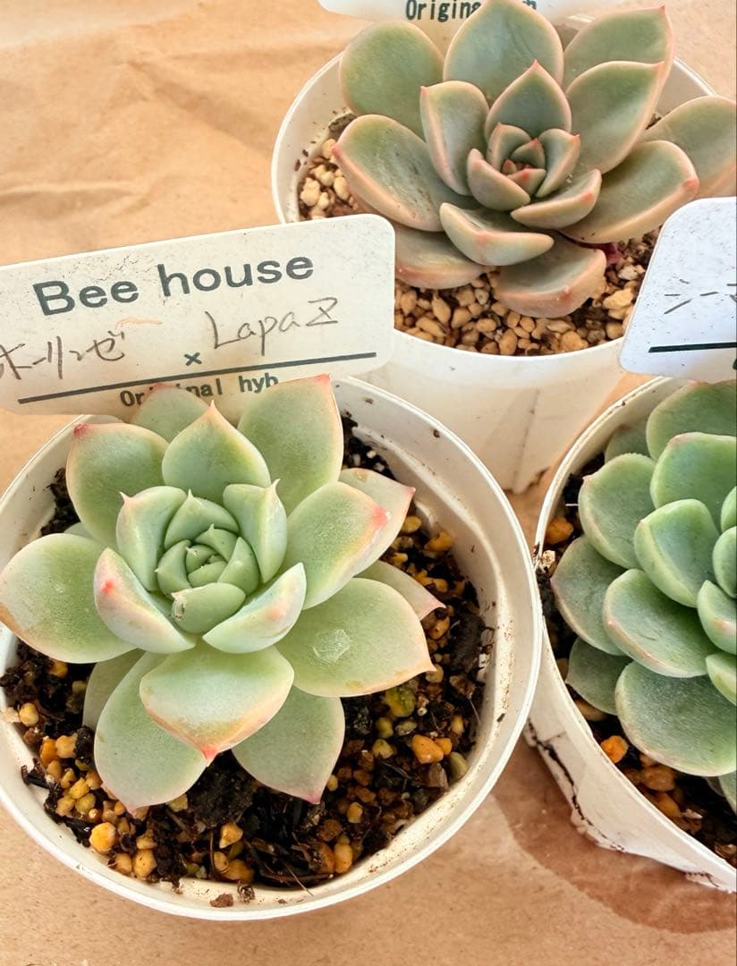 ビーハウス苗セット♡ホーリンゼ×ラパス他♡札なし♡めちゃ可愛くなります♪