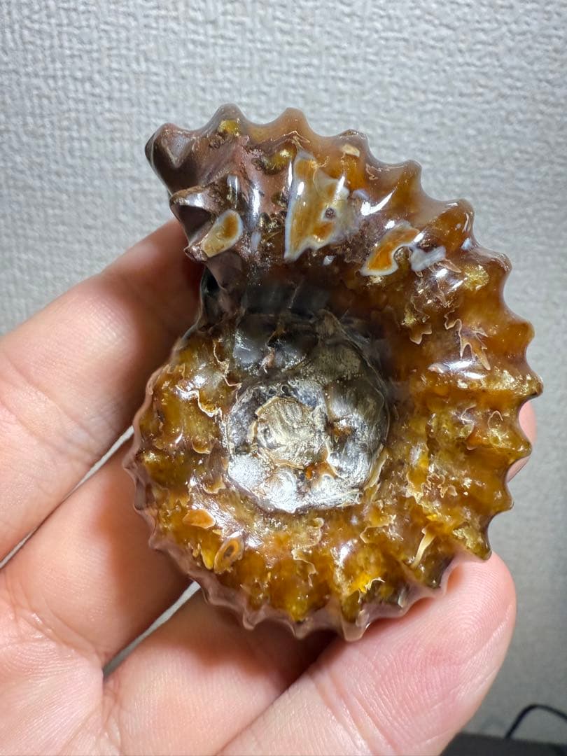 極美品マダガスカルのアンモナイト化石　2点セット　本物保証　希少　送料無料