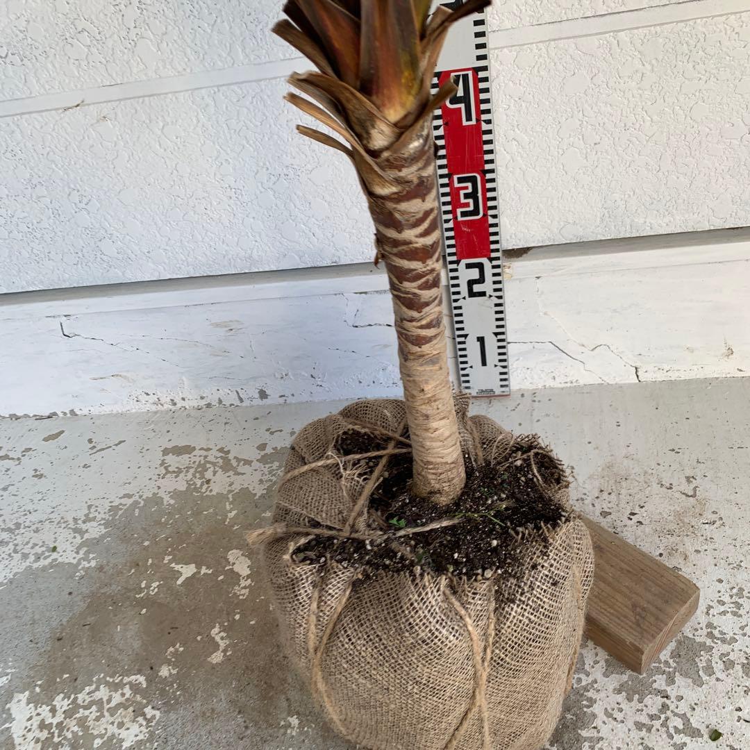 斑入り　レッドスター　コルジリネ 赤ドラセナ　根巻　44