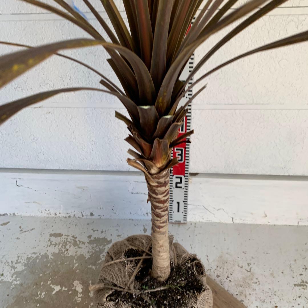 斑入り　レッドスター　コルジリネ 赤ドラセナ　根巻　44