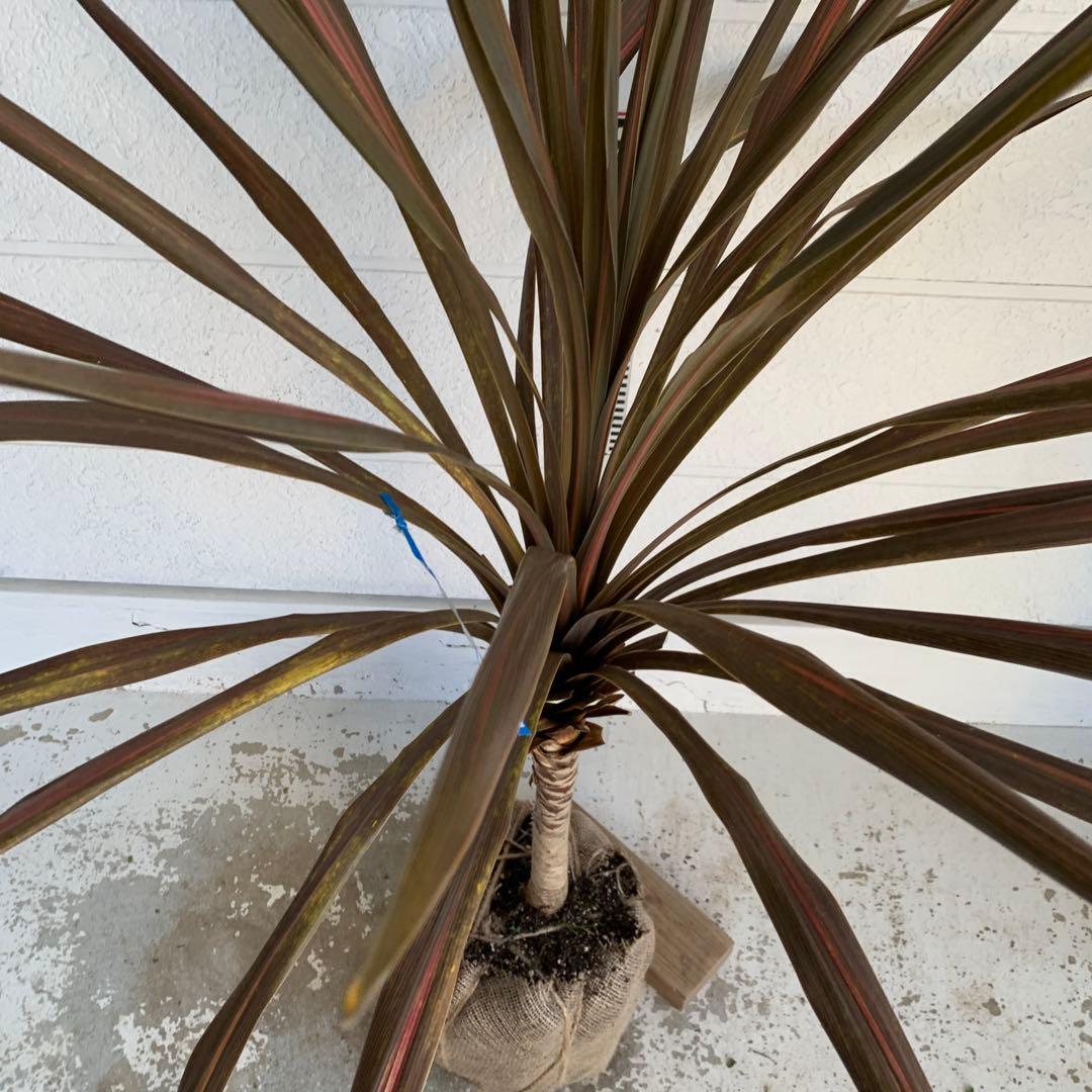 斑入り　レッドスター　コルジリネ 赤ドラセナ　根巻　44