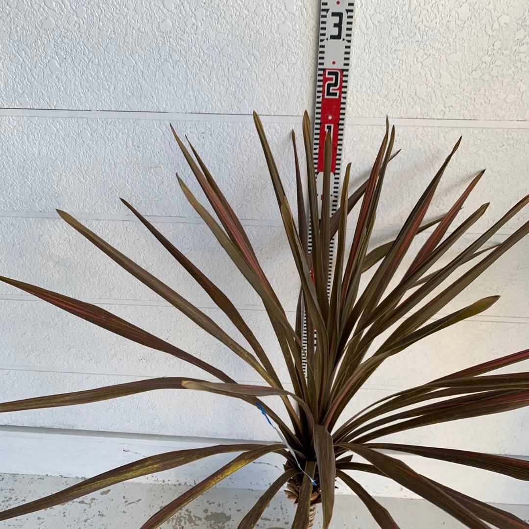 斑入り　レッドスター　コルジリネ 赤ドラセナ　根巻　44