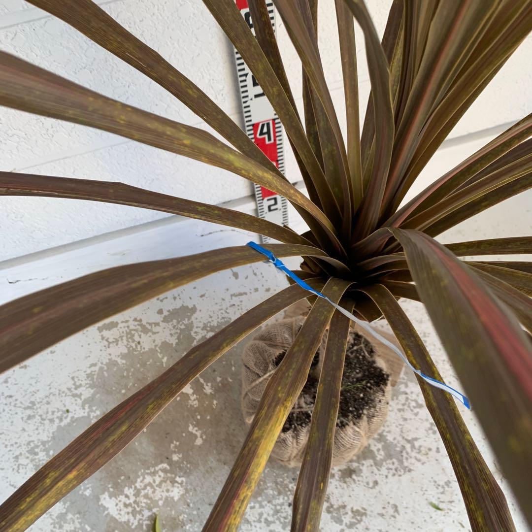 斑入り　レッドスター　コルジリネ 赤ドラセナ　根巻　44