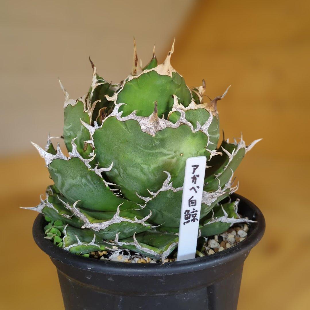 アガベ　白鯨　大株6号鉢