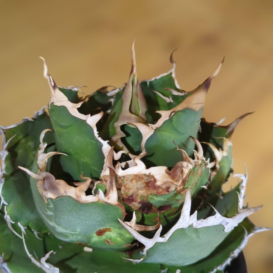 アガベ　白鯨　大株6号鉢