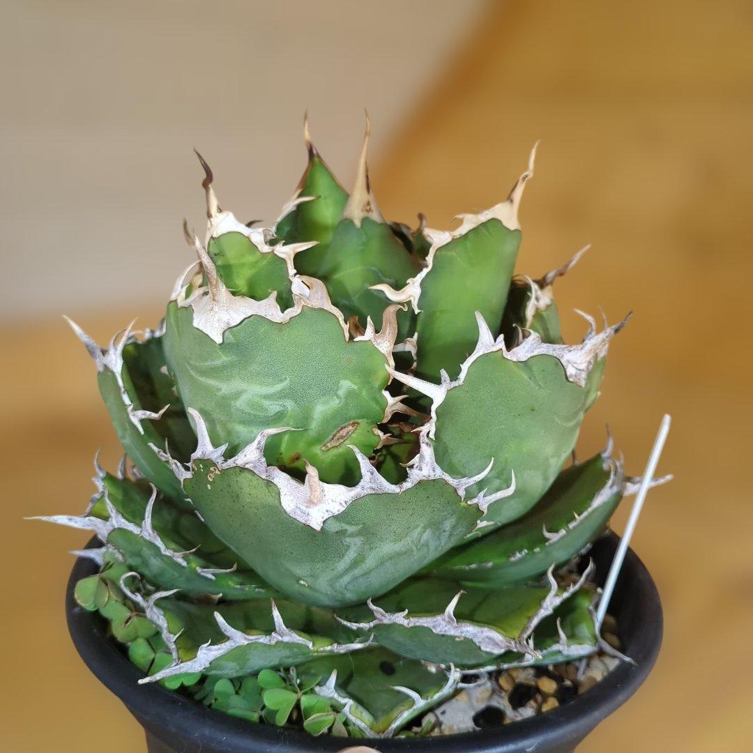 アガベ　白鯨　大株6号鉢