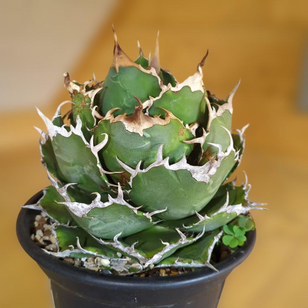 アガベ　白鯨　大株6号鉢