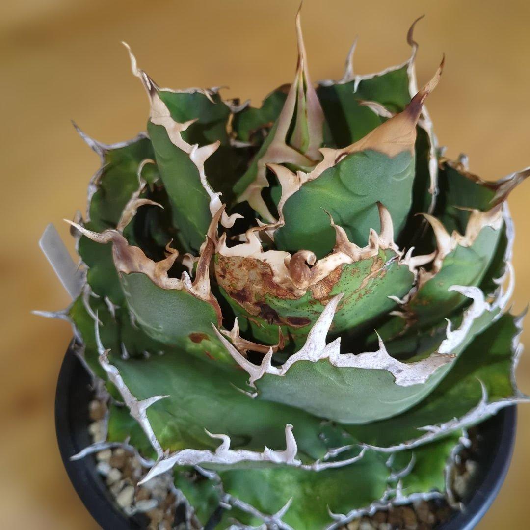 アガベ　白鯨　大株6号鉢