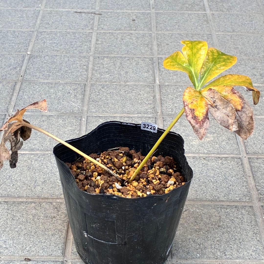 ヒ*ロ様 ☘️ラスト2☘️根充実❤️沢山新芽❤️3229⭐️プリティー⭐️ベイン