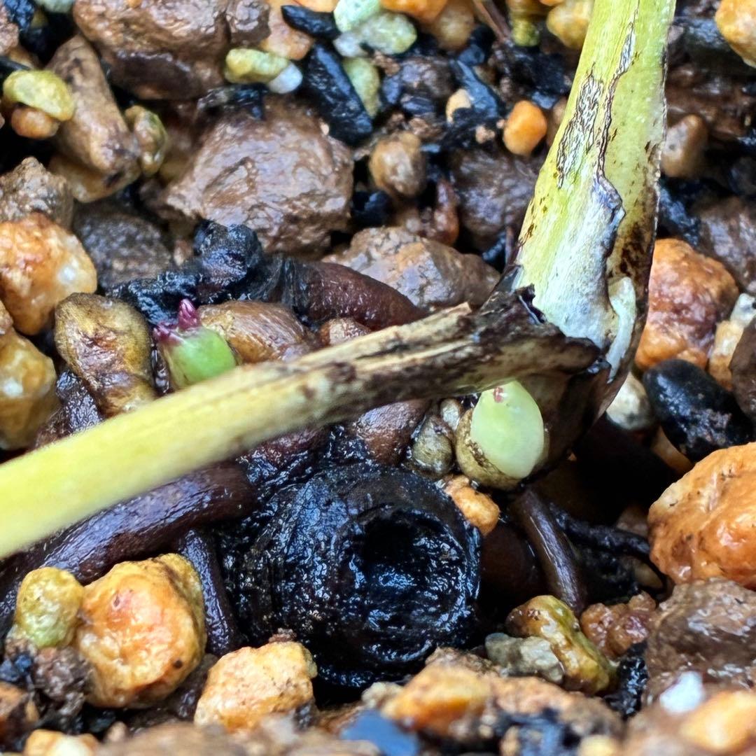 ヒ*ロ様 ☘️ラスト2☘️根充実❤️沢山新芽❤️3229⭐️プリティー⭐️ベイン