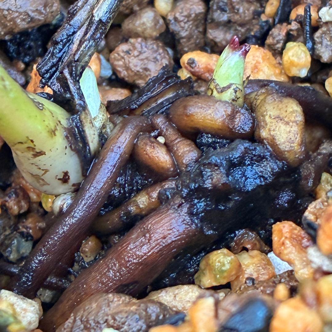 ヒ*ロ様 ☘️ラスト2☘️根充実❤️沢山新芽❤️3229⭐️プリティー⭐️ベイン