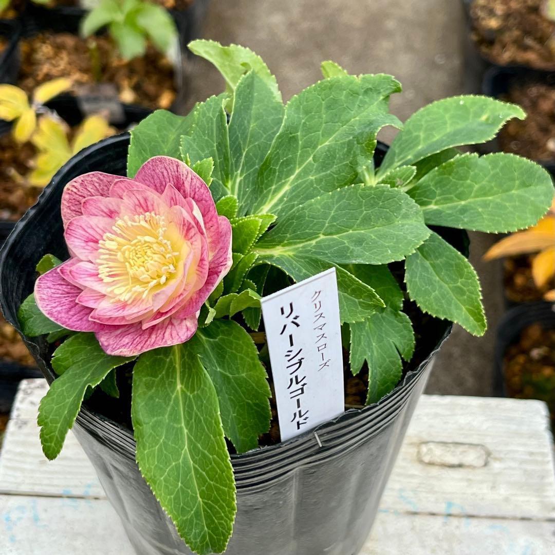 ヒ*ロ様 ☘️ラスト2☘️根充実❤️沢山新芽❤️3229⭐️プリティー⭐️ベイン