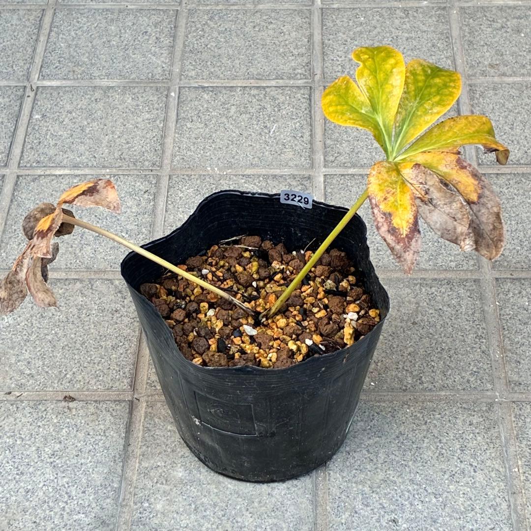 ヒ*ロ様 ☘️ラスト2☘️根充実❤️沢山新芽❤️3229⭐️プリティー⭐️ベイン