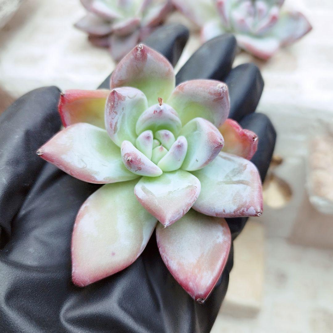 ブラックサバス(中苗)◎多肉植物 カット苗 韓国苗 エケベリア等