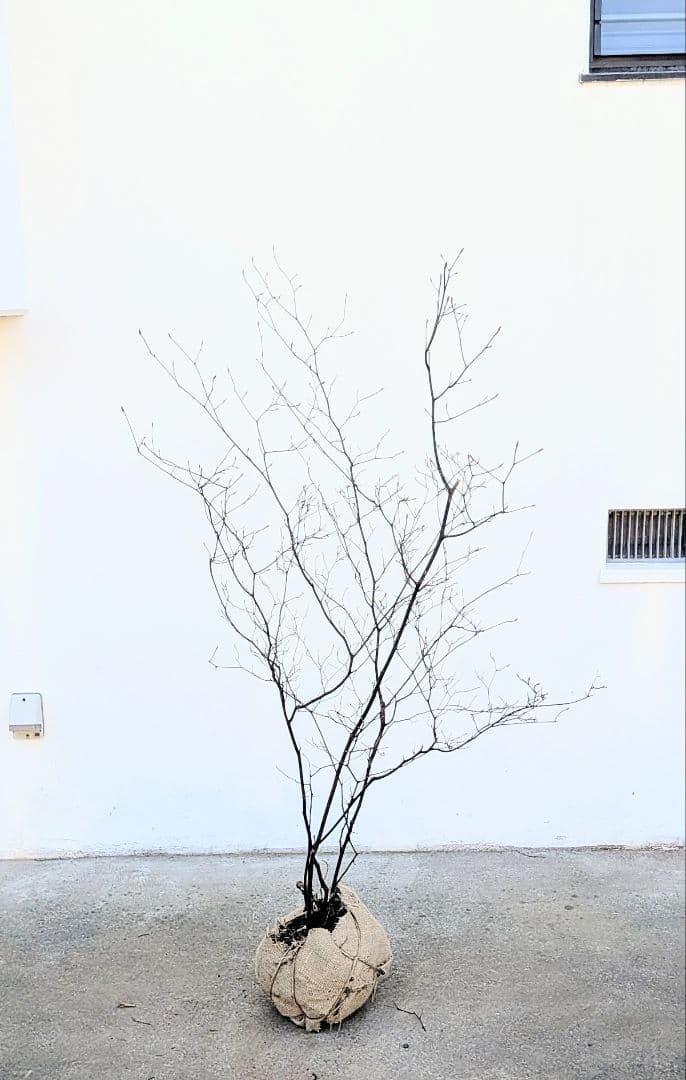 俊。山採りクロモジ。