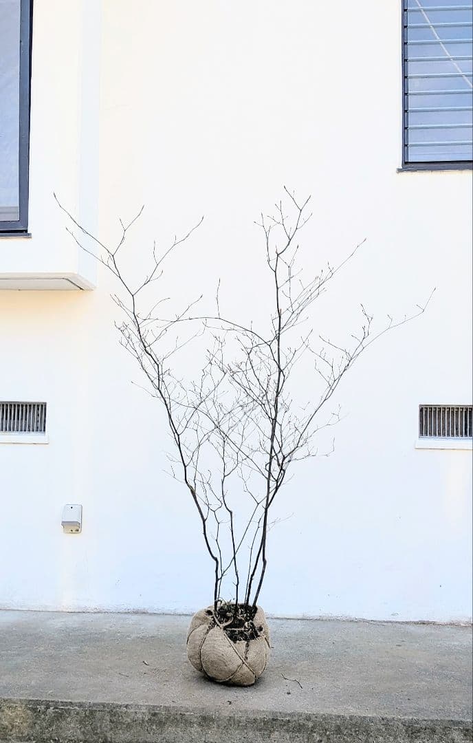 俊。山採りクロモジ。