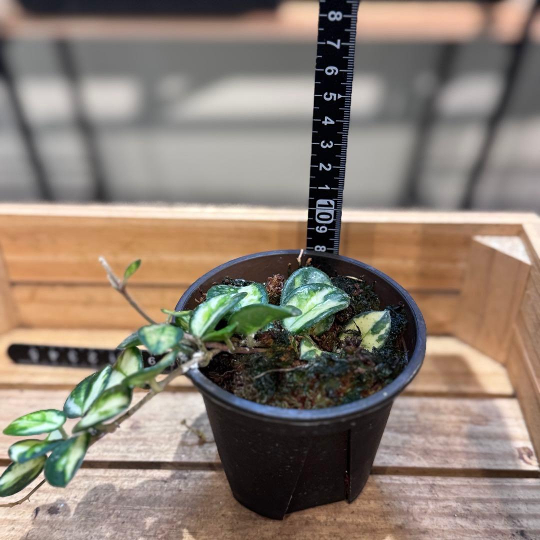 k*9様 10 ホヤ　マチルダ　内斑入り　成長点複数