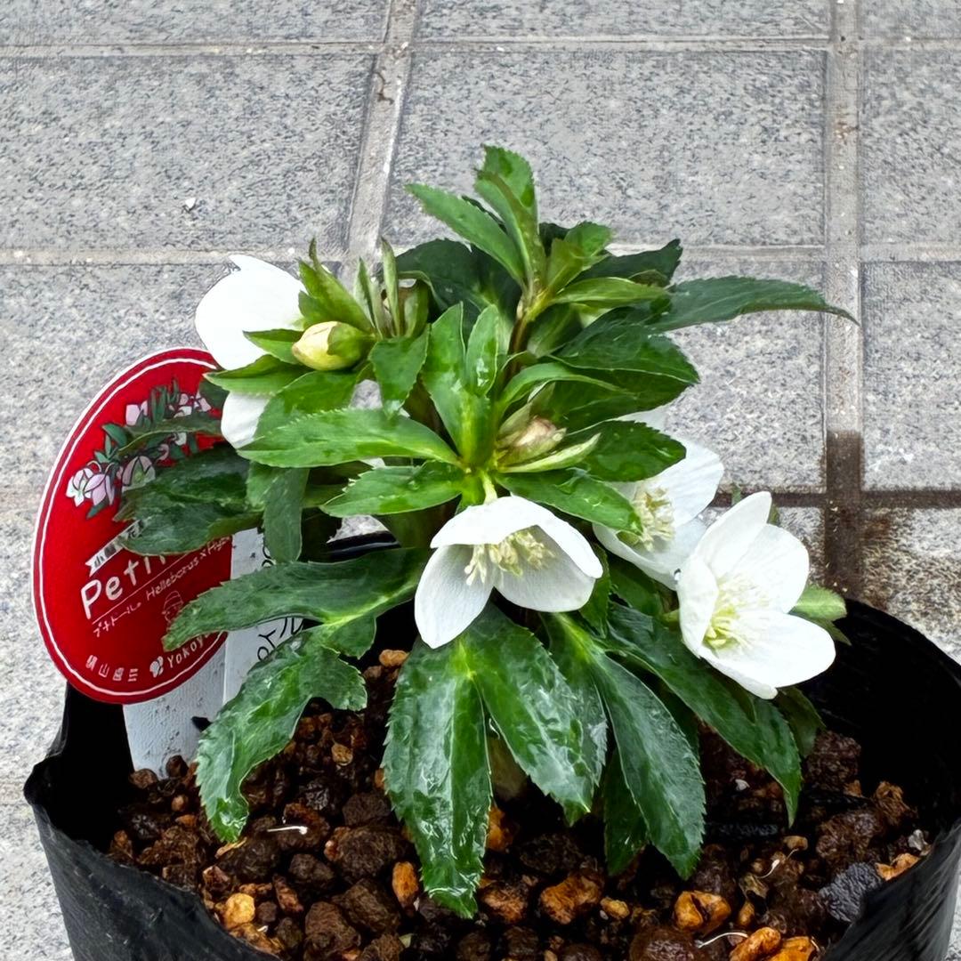 小*夏様 3448☘️花、タグ付☘️⭐️ベビードール⭐️超小輪⭐️超コンパクト⭐