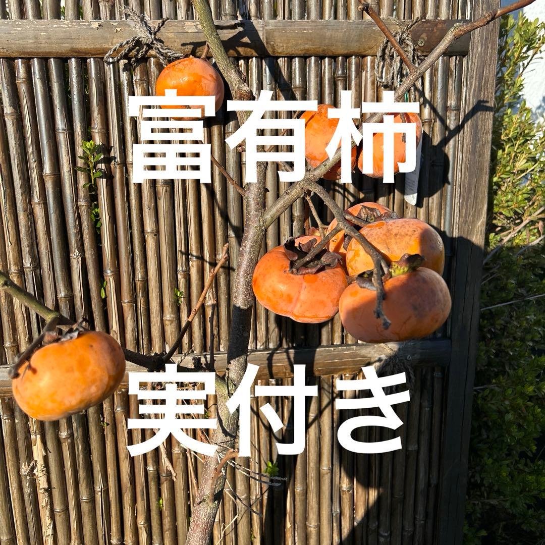 柿の木 オレンジ果実 根鉢付き　富有柿　120センチ