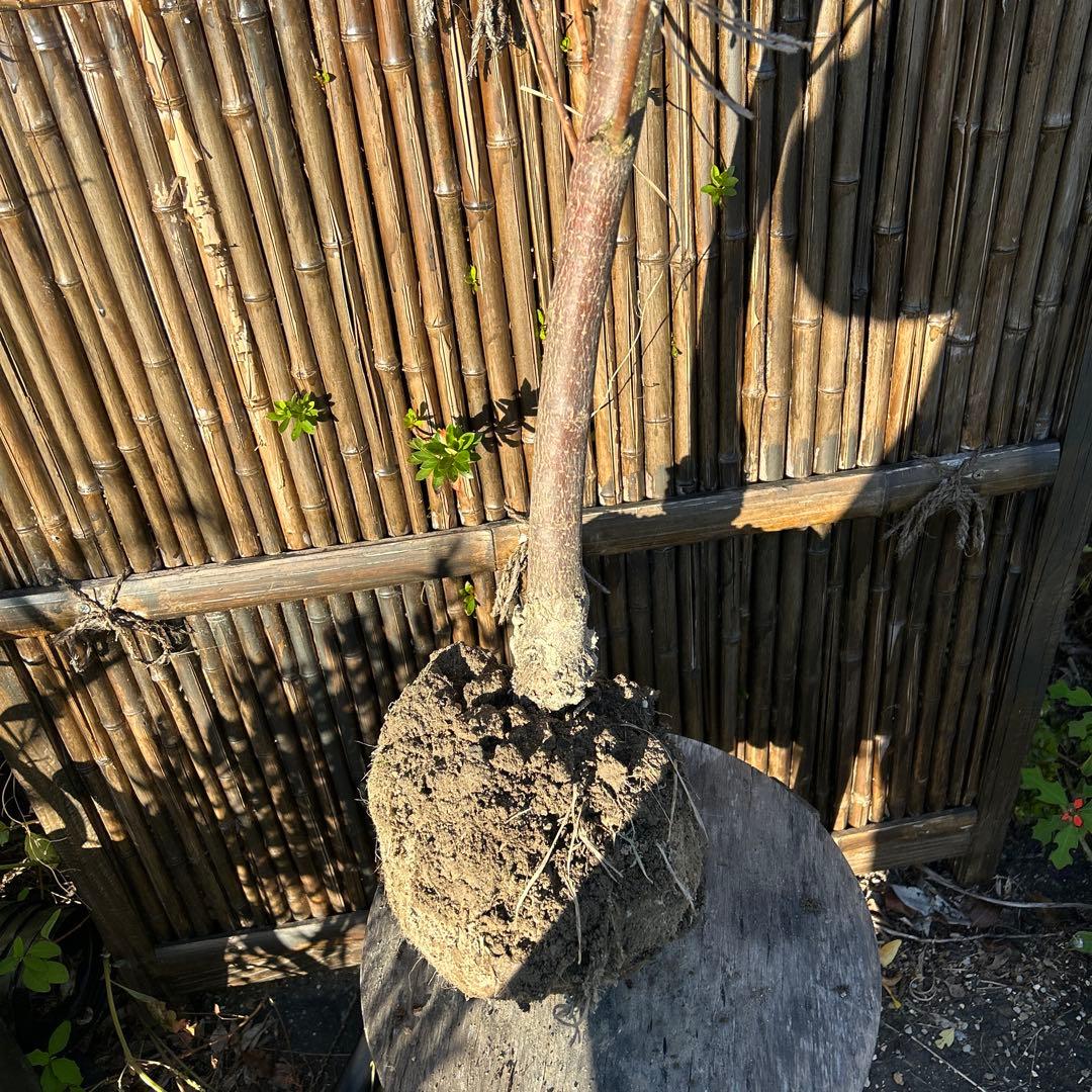 柿の木 オレンジ果実 根鉢付き　富有柿　120センチ