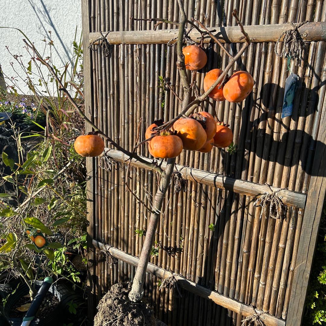 柿の木 オレンジ果実 根鉢付き　富有柿　120センチ