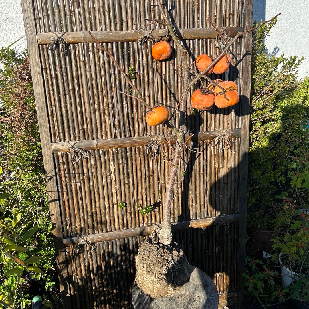 柿の木 オレンジ果実 根鉢付き　富有柿　120センチ