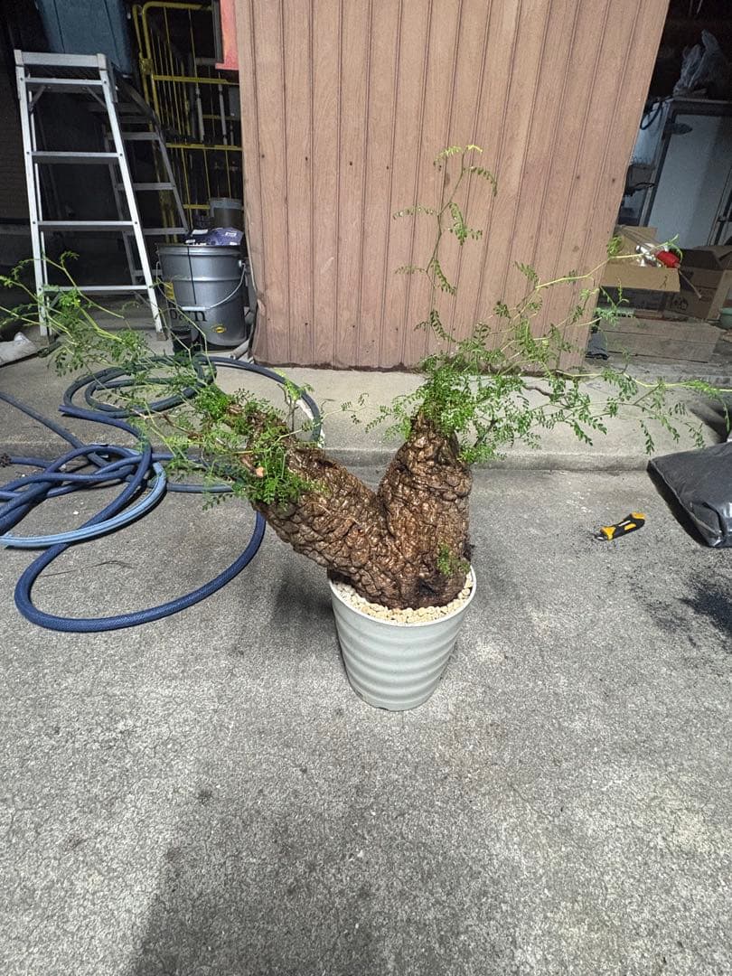 特良株 双頭 （パキプス） 中株／極太荒肌塊根／発根済／将来性抜群