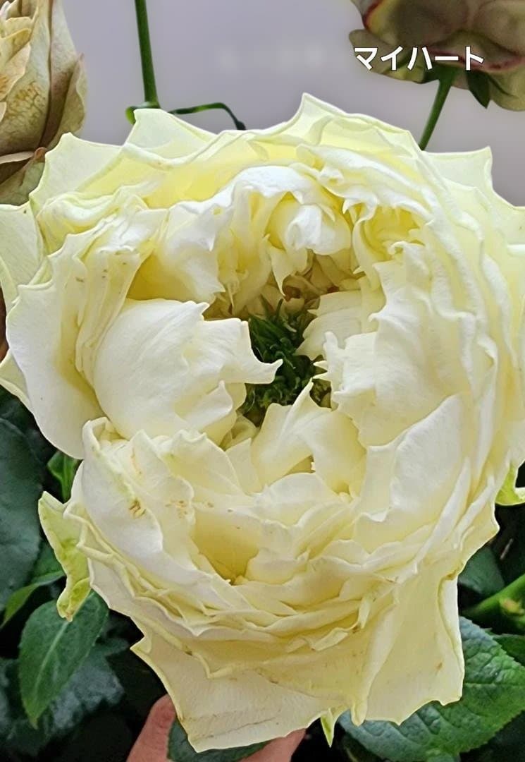 ♡Beaniebaby様♡お取り置き※バラ苗