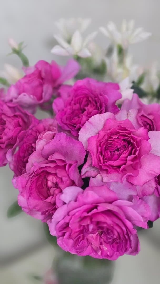 ♡Beaniebaby様♡お取り置き※バラ苗