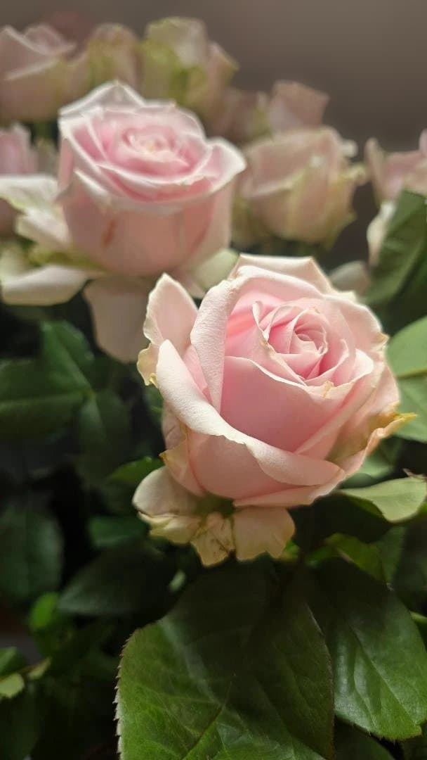 ♡Beaniebaby様♡お取り置き※バラ苗