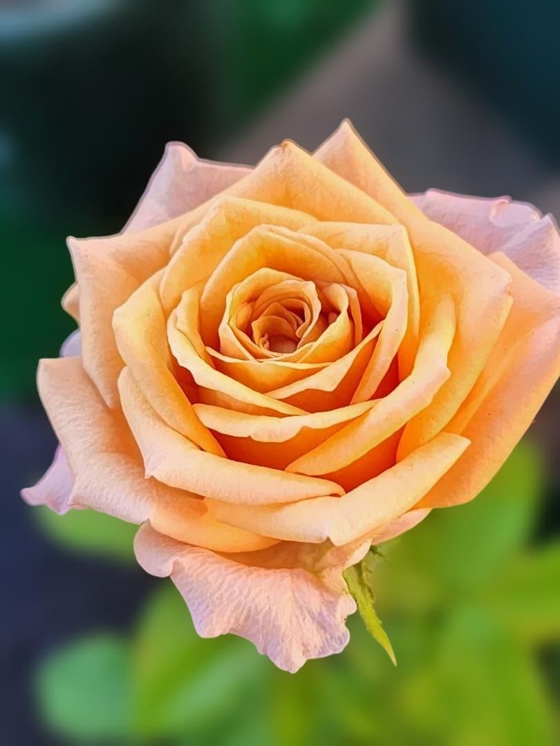 ♡Beaniebaby様♡お取り置き※バラ苗